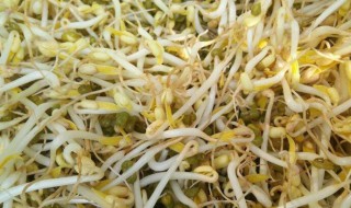 绿豆芽怎么生（绿豆芽怎么生长过程）