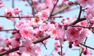 梅花什么颜色（梅花什么颜色好看）