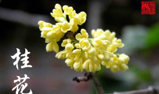 桂花是什么颜色 桂花是什么颜色的图片