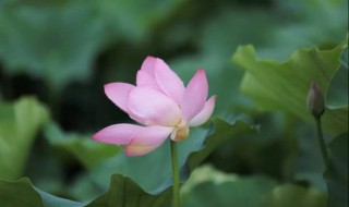 夏雨的特点（夏雨的特点四字词语表达）