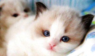猫的繁衍方式（猫的繁衍方式是如何）