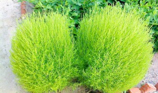 扫帚苗又叫什么菜（扫帚菜幼苗）