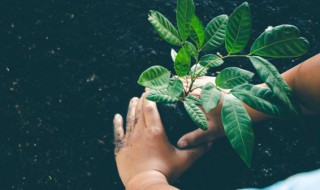 盘点完全不需要阳光的植物（盘点完全不需要阳光的植物是）