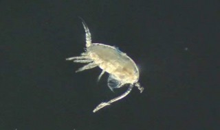 平潭蓝眼泪是什么生物（平潭蓝眼泪百度百科）