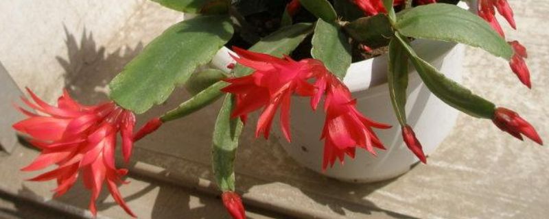 假昙花夏天怎么浇水（假昙花花期怎样浇水）