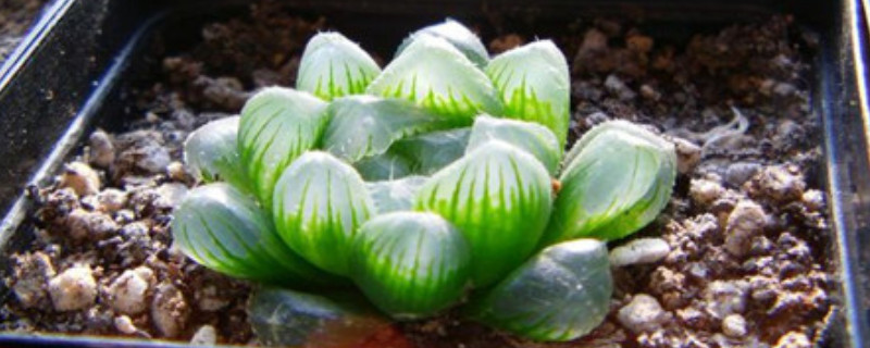 姬玉露怎么分株 姬玉露的种植方法