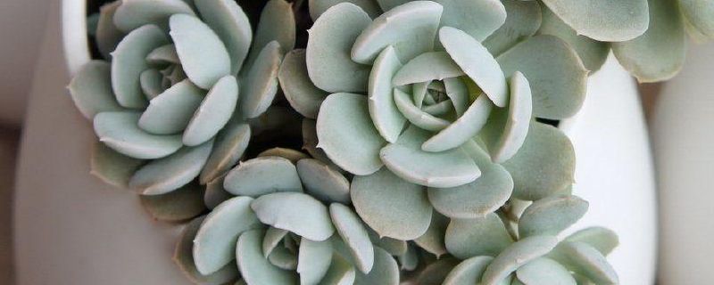 鲁氏石莲花用叶可以繁殖吗? 鲁氏石莲怎么繁殖