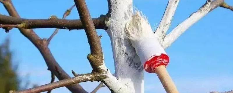 石硫合剂清园怎么用 石硫合剂清园怎么用药