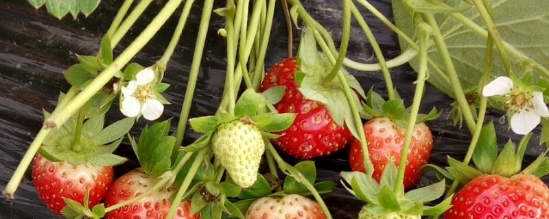 草莓果的花语和寓意 草莓果的花语和寓意和象征
