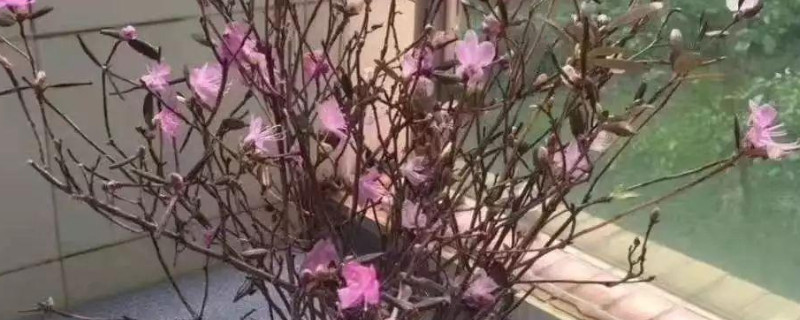 干枝遇水开花是什么原理（干枝遇水开花是什么原理造成的）