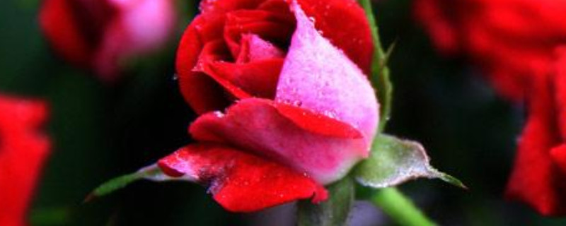 冻伤的花能缓过来吗 花被冻伤了怎么缓过来
