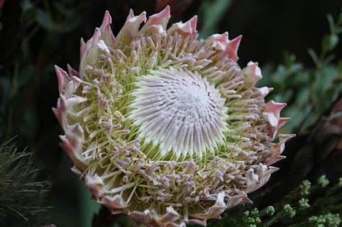 帝王花怎么养