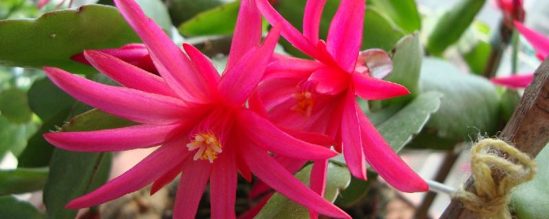 假昙花怎么修剪 假昙花修剪图示