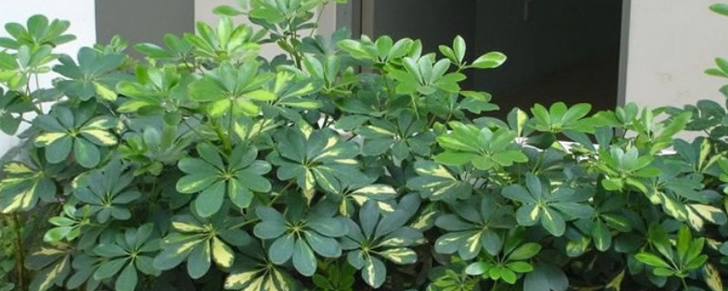 鹅掌木怎么养才会茂盛（鹅掌木怎么养才会茂盛起来）