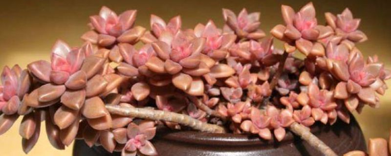 姬胧月的养殖方法和注意事项（姬胧月的养殖方法和注意事项视频）