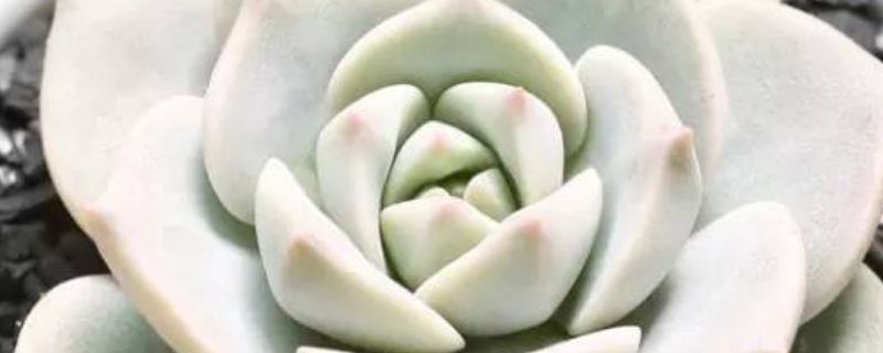 姬胧月夏天可以露养吗（姬胧月夏季的养殖方法和注意事项）