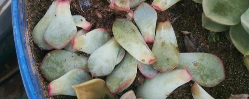 养多肉的技巧 养多肉的技巧视频