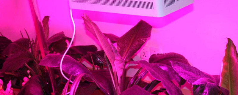 植物补光灯对人体有害吗（植物补光灯对人体有害吗知乎）