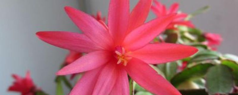 假昙花怎么养才能开花（假昙花怎么养才能开花快）
