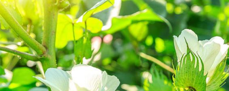 植物生长需要什么（植物生长需要什么条件）