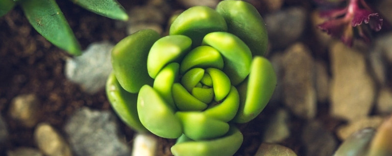 冬天有什么树还是比较茂盛呢 冬天有哪些树生长