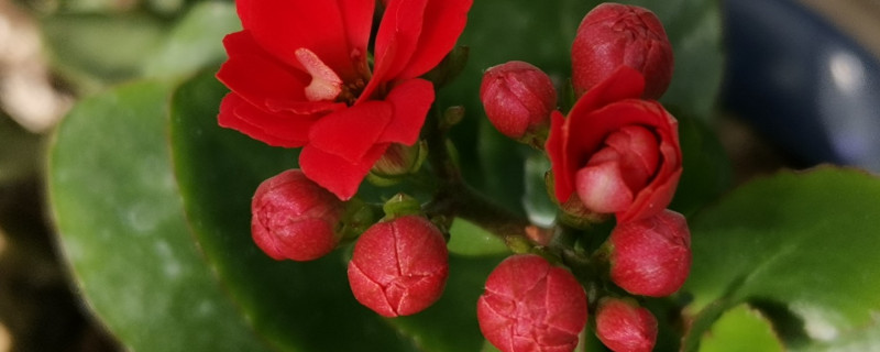 长寿花叶片上长白色的霜是怎么回事（长寿花叶子有白霜是怎么了）