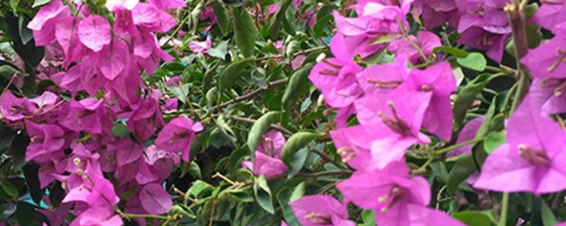 光叶子花怎么养（光叶子花的养殖方法）