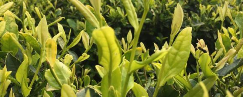 植物生长需要哪些条件（植物生长需要哪些条件画图）