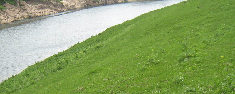 护坡草种法（护坡草种植方法）