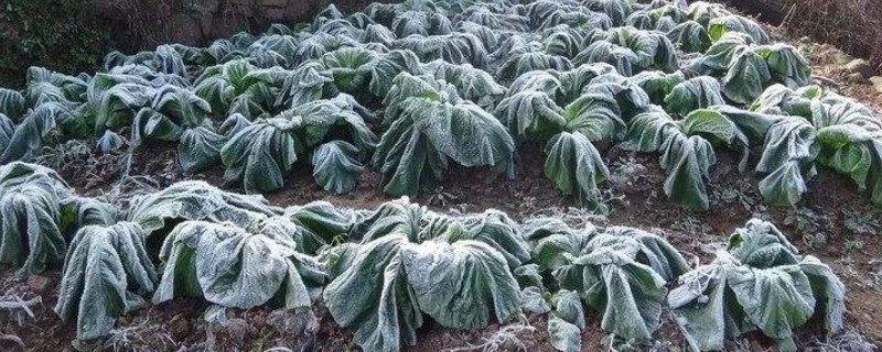 植物被冻死还有救么 被冻坏的植物还能活吗