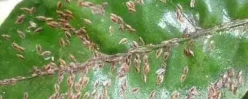花上长满粘粘的白虫子用啥药（花上长满粘粘的白虫子用啥药灌根）