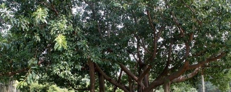 种子不进入土壤就可以生根发芽的树 什么种子不进入土壤就可以生根发芽的树