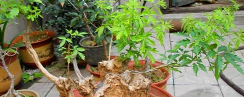 黄荆桩冬天怎么栽（冬天黄荆生桩怎么栽种）