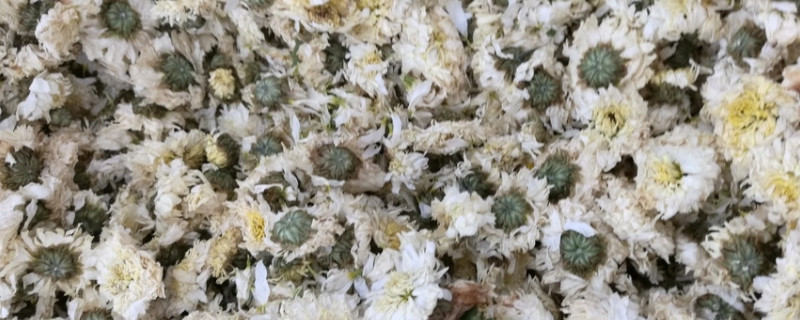 干菊花里面的小黑虫怎么去掉（干菊花里有小黑虫怎么去除）