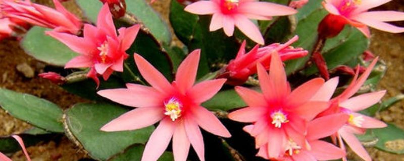 假昙花夏天休眠会焉吗（假昙花冬天是不是要放室里）