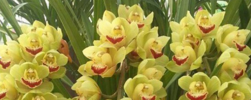 阳台养蕙兰不开花的关键原因（阳台养蕙兰不开花的关键原因是什么）