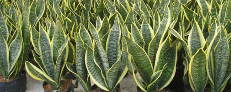 土培植物有哪些（幼儿园土培植物有哪些）