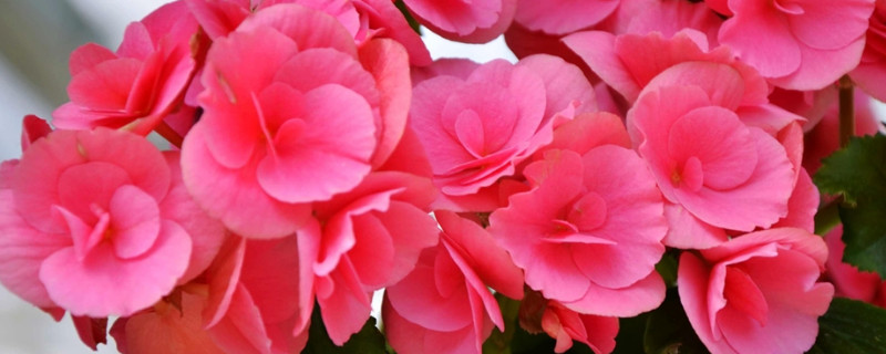室内养玻璃翠花有毒有害吗 花卉玻璃翠有毒吗