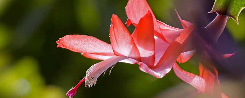 蟹爪莲打花苞怎么浇水施肥（蟹爪莲打苞了怎么浇水）