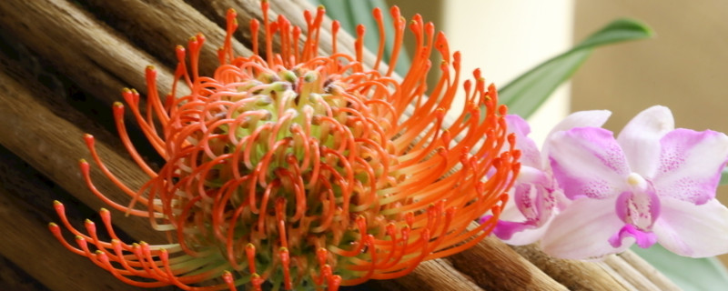 帝王花怎么养（帝王花怎么养在花瓶里）