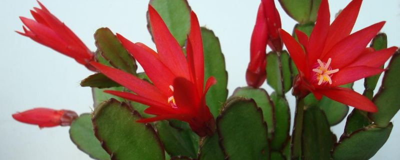 假昙花的花期在几月份 假昙花的花期在几月份开放
