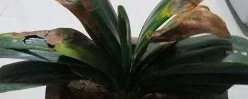 冻伤的植物怎么处理（盆栽植物冻伤怎么挽救）
