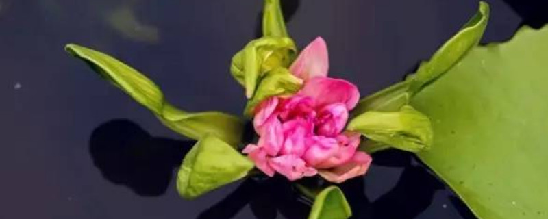 观音莲冬天的养殖方法和注意事项（观音莲冬季的养殖方法和注意事项）