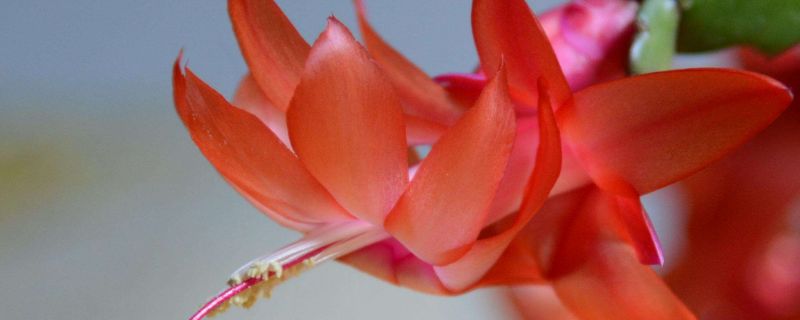 假昙花怎么浇水 假昙花怎么浇水才能开花