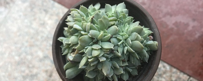姬玉露怎么养才饱满 姬玉露可以用水养吗