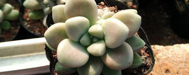 姬胧月夏天可以暴晒? 姬胧月冬天可以露养吗