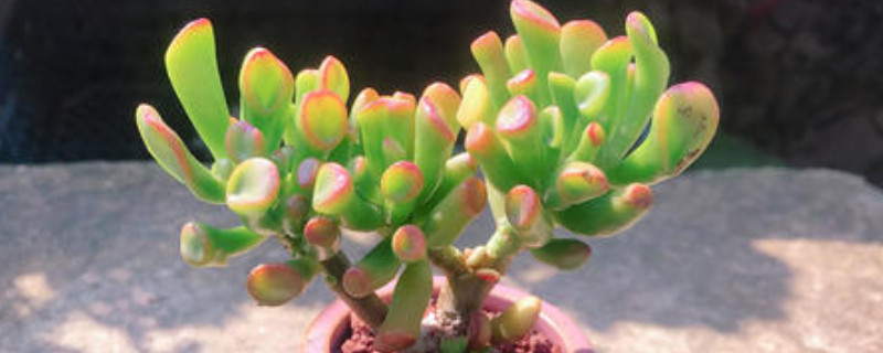 筒叶花月怎么养 筒叶花月怎么养长得快