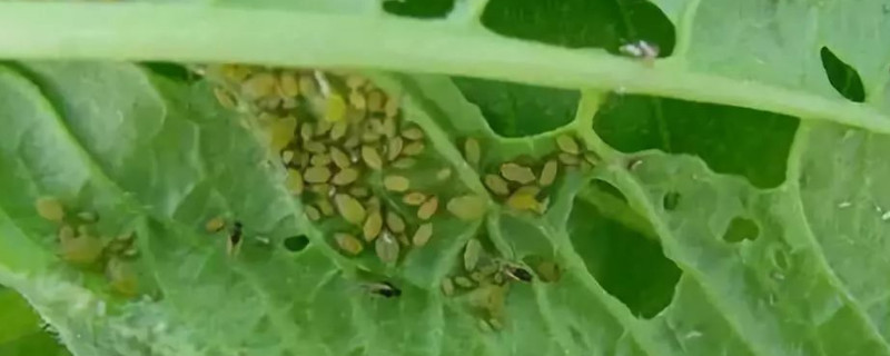 蚜虫对植物的危害有哪些 蚜虫对植物生长有什么影响