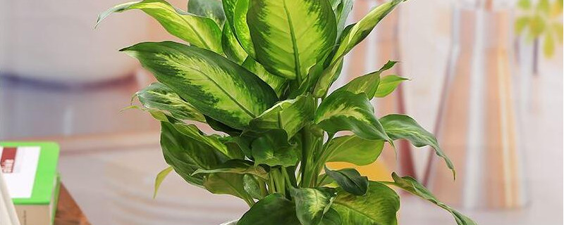 冬天水培植物有哪些 什么水培植物可以过冬