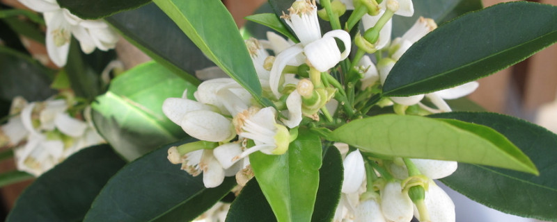 橙花是橙子的花吗（橙花跟橙子有关吗）